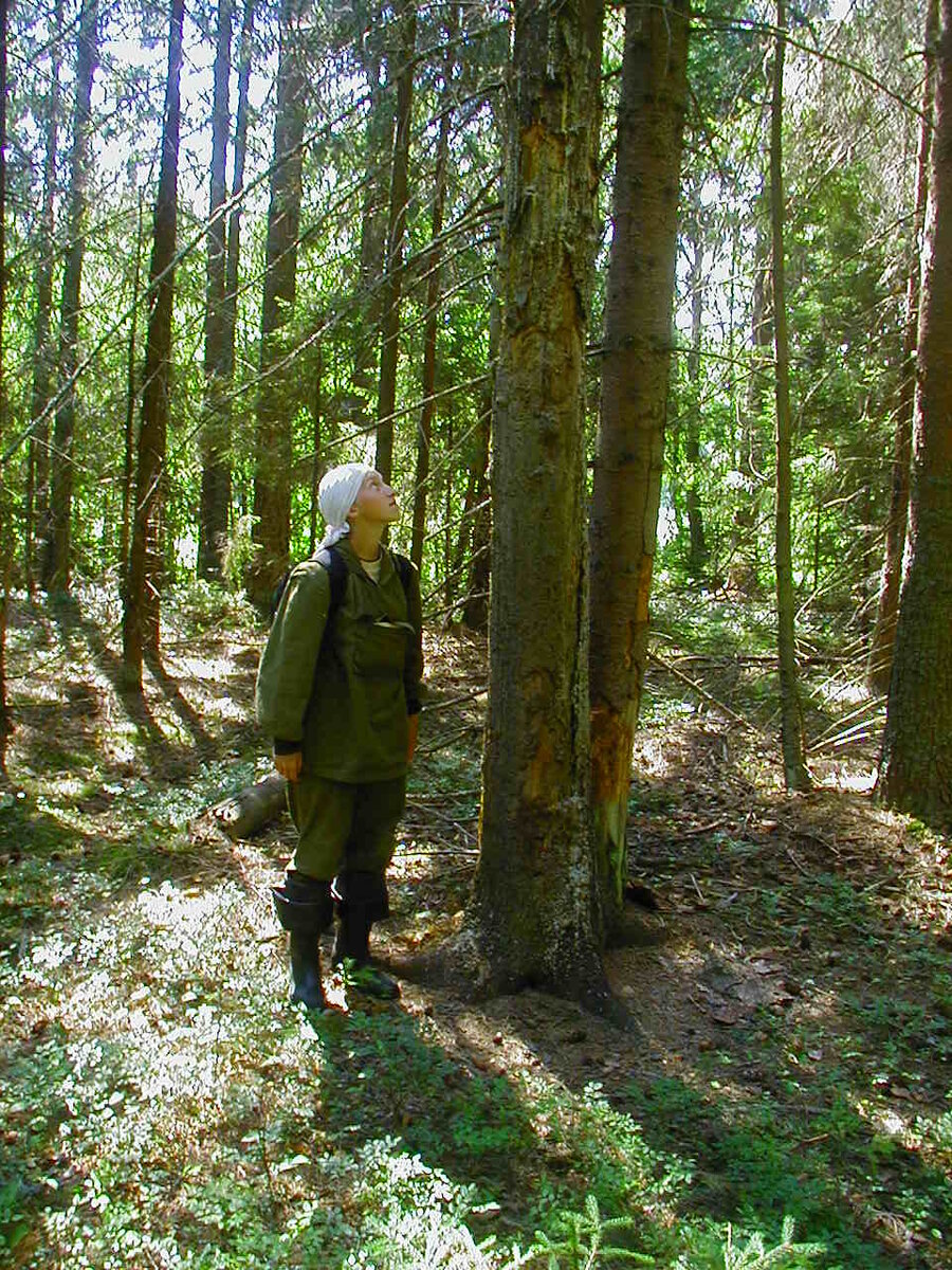 Метка на ели очень крупного медведя. Фото автора. 
