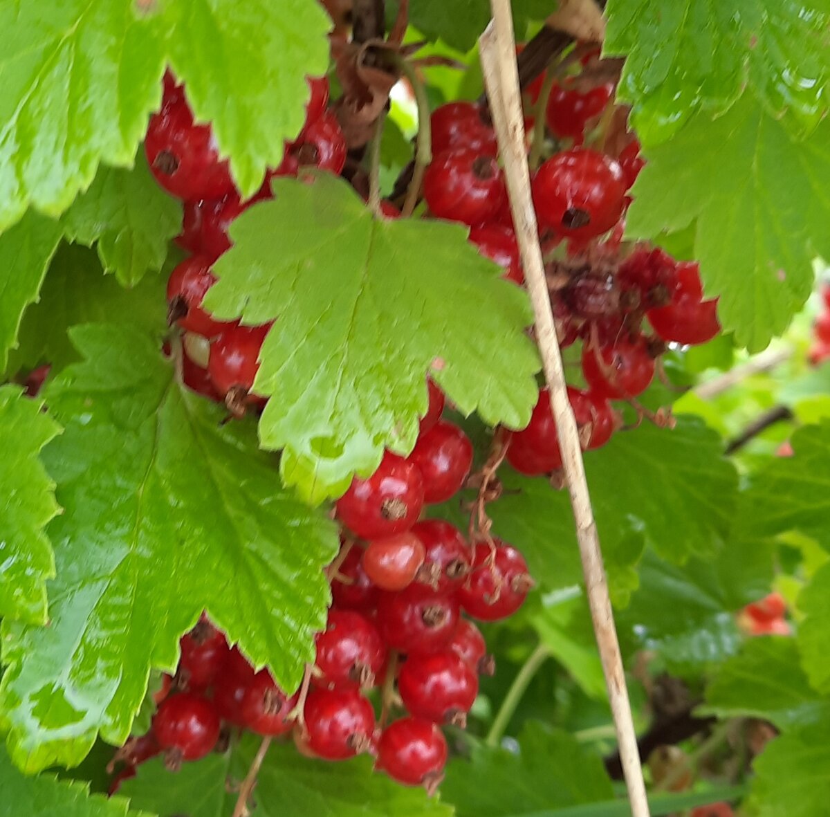 Красная смородина