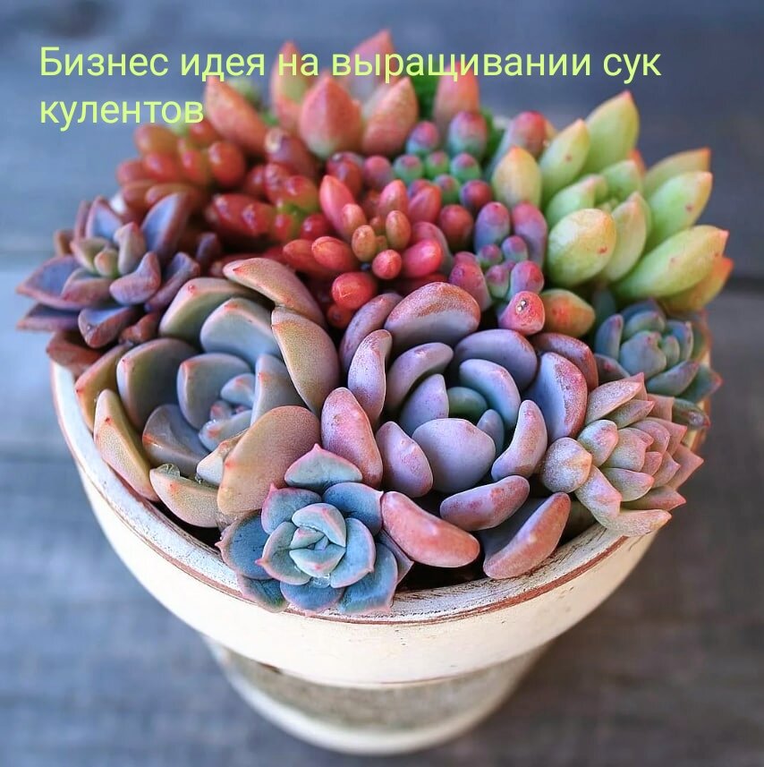 Суккулент