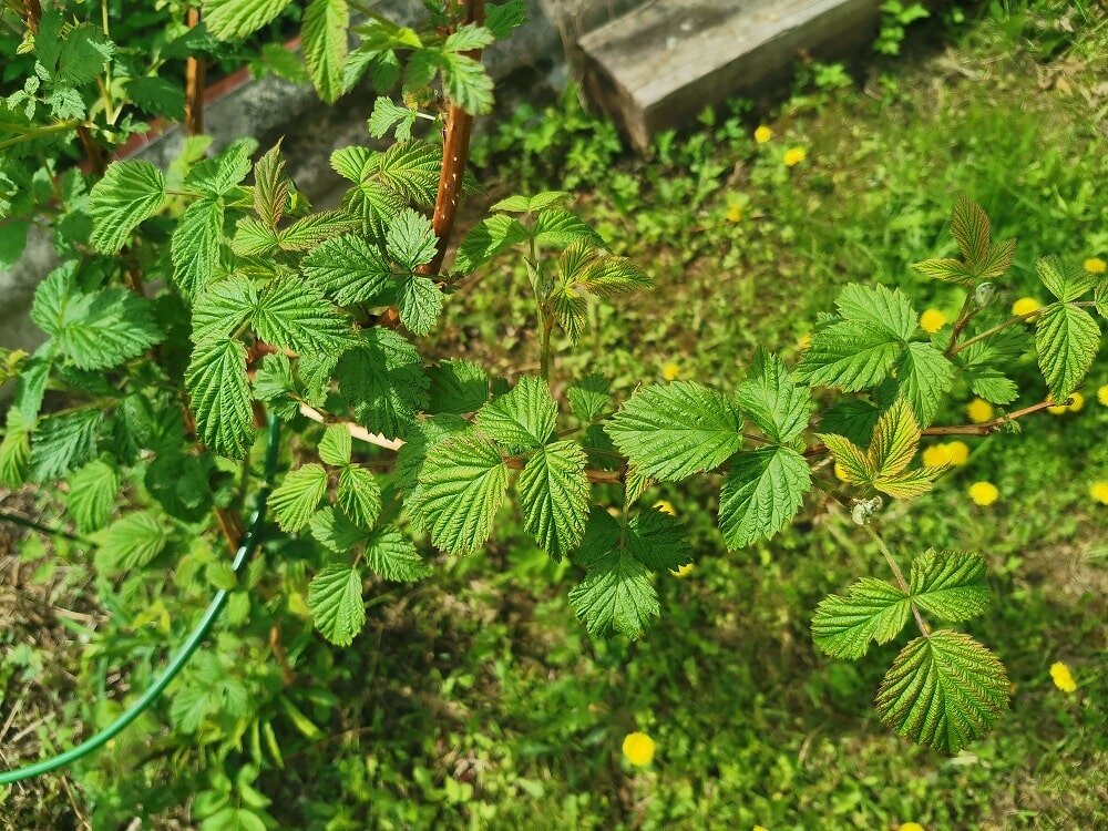    Как избавиться от ос в малиннике от репеллентной станции до фальшивого гнезда