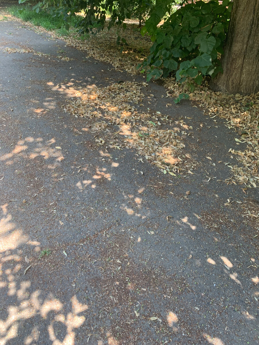 Липовый мусор, после дождя это все выглядит хуже и попадает на обувь и одежду. Фото автора