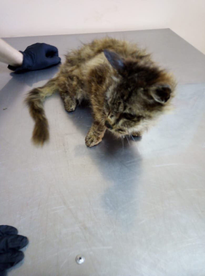 Больные киски и их хозяйка держат в ужасе целое село Приморского края