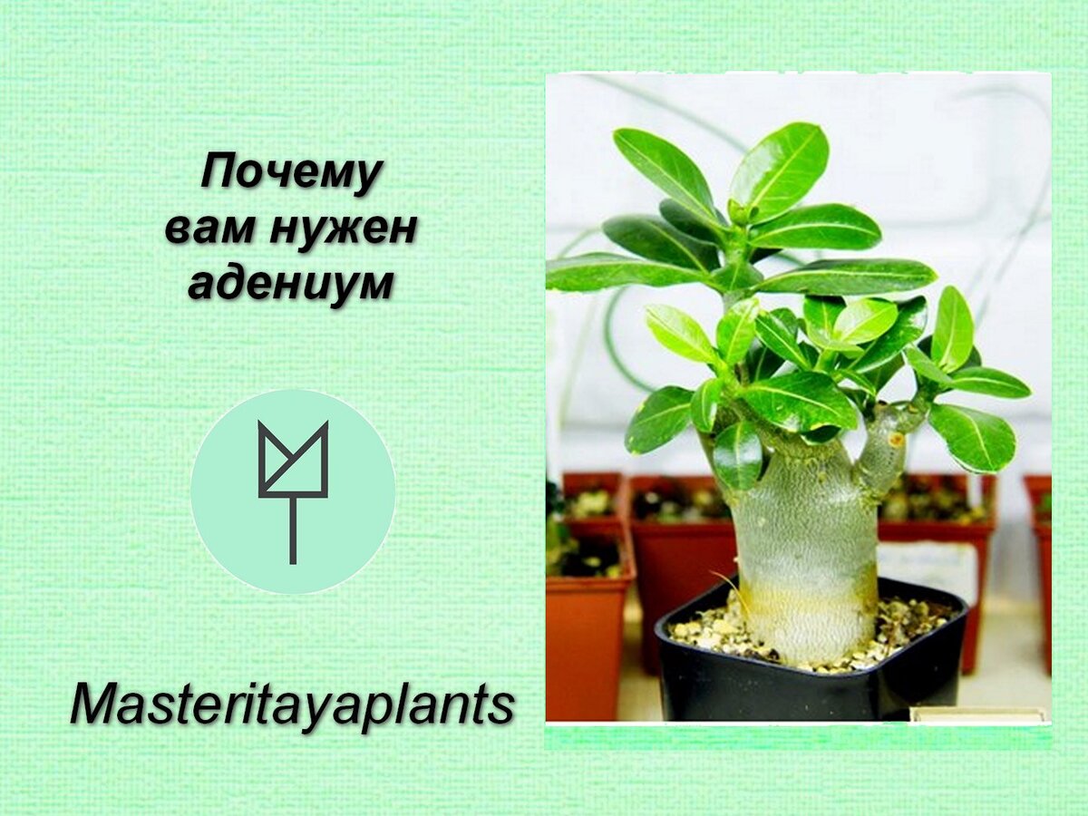 Стой там, иди сюда или почему адениум вам необходим уже сегодня |  Masteritayaplants | Дзен