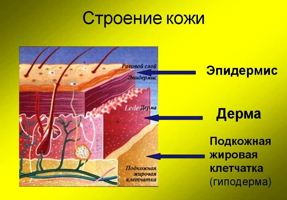 Как выглядят слои кожи