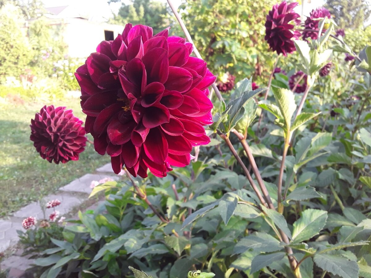 Георгин, сорт неизвестен