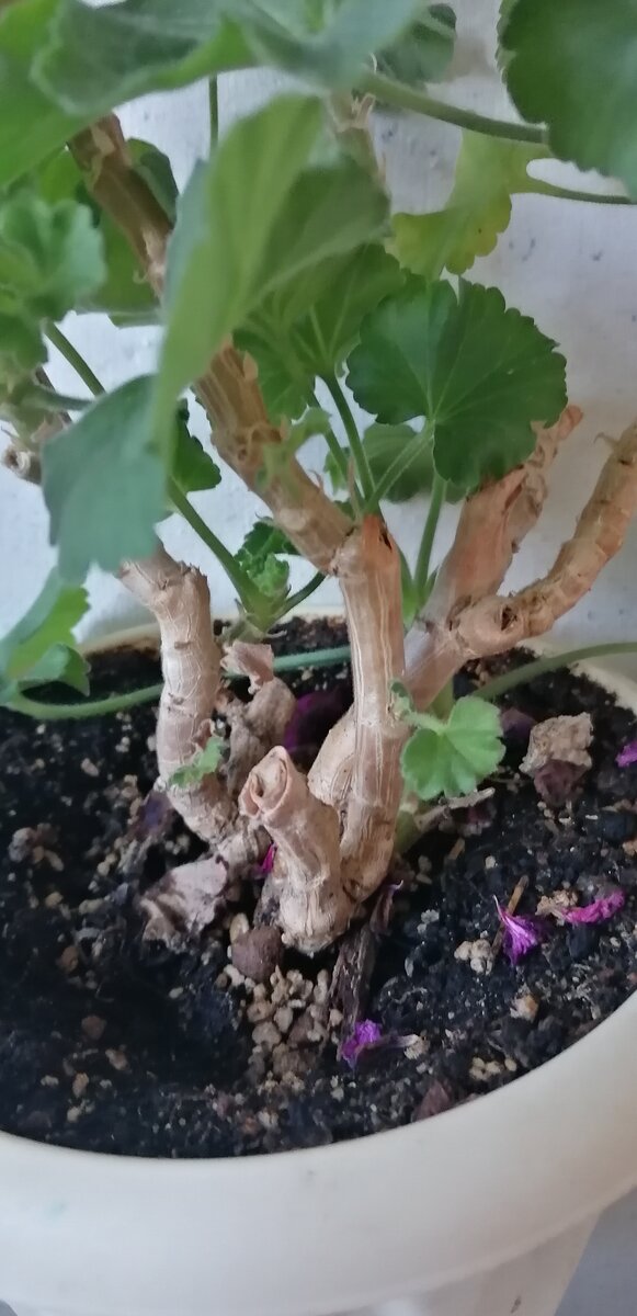 Такие сорта лучше обновлять чаще. Либо каждый год,  либо раз в 2 года. Вот здесь пример классического старения -  ни одного нормального черенка уже не снять! 