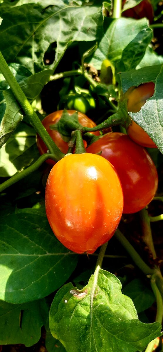 В открытом грунте