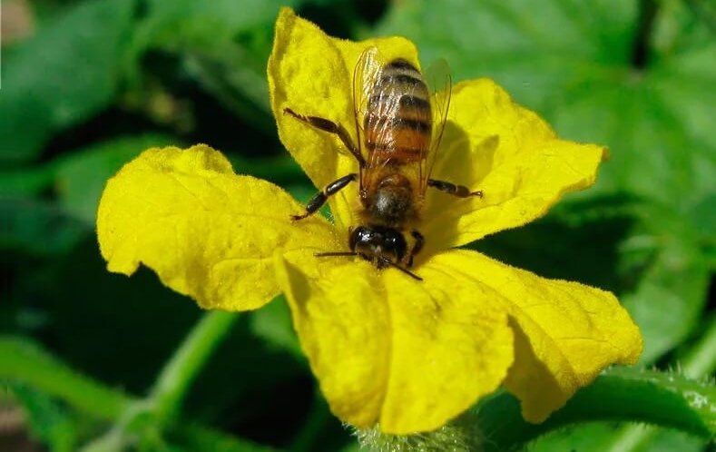 Где-то рядом находится ведро с водой...  Фото https://tk-ast.ru.
