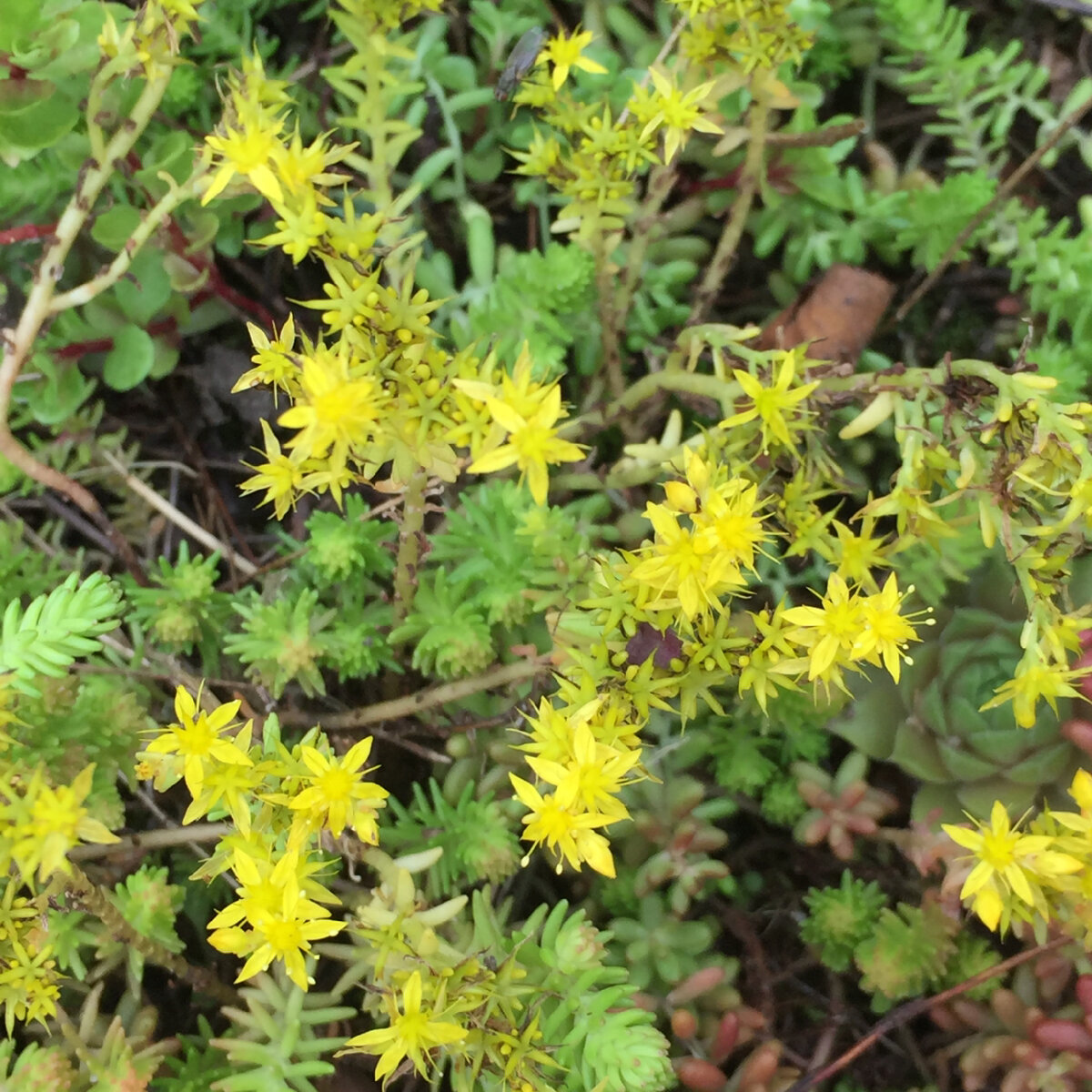 Очиток едкий.