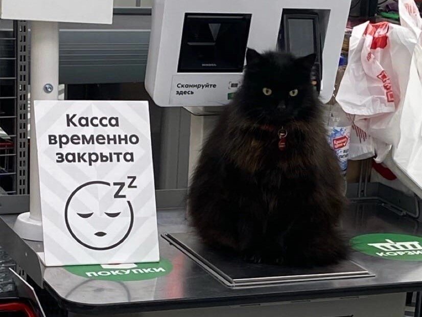 Кот в магазине. Сказал, как отрезал))! Источник фото: vk.com/matilda_i_eje_druzja
