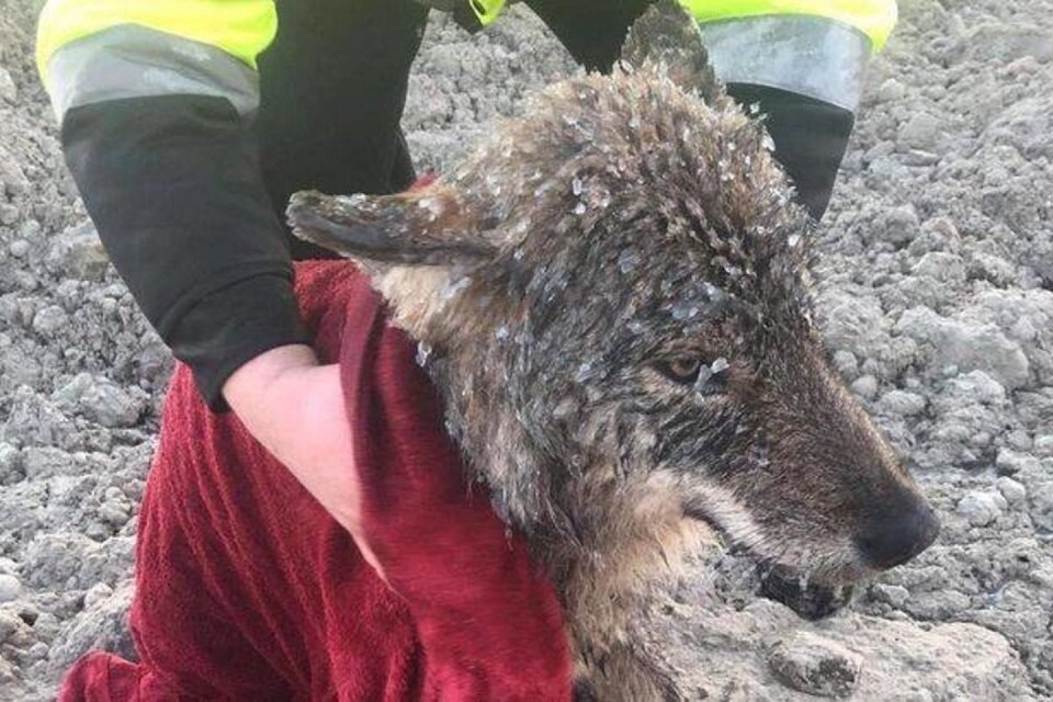 Еще один спасенный из ледяной воды волчок