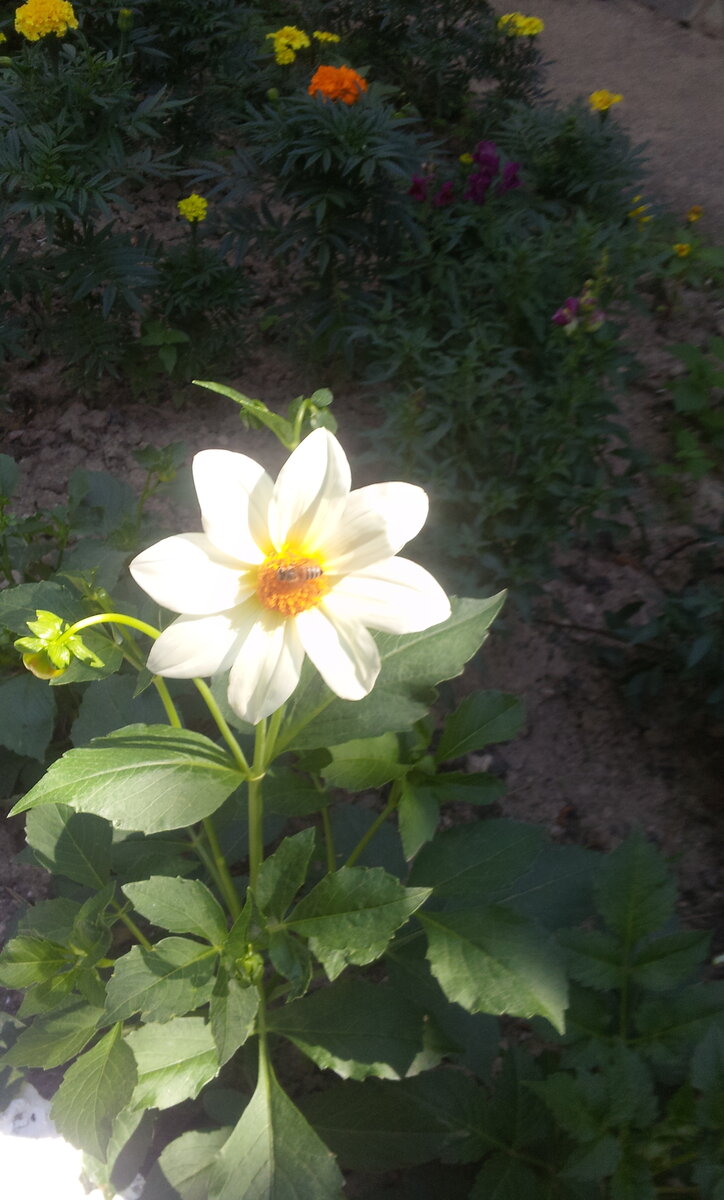 Бери пример с пчелок и будут тебе деньги )