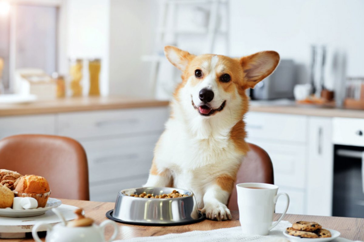    Диета для бобика. Как правильно помочь похудеть питомцу