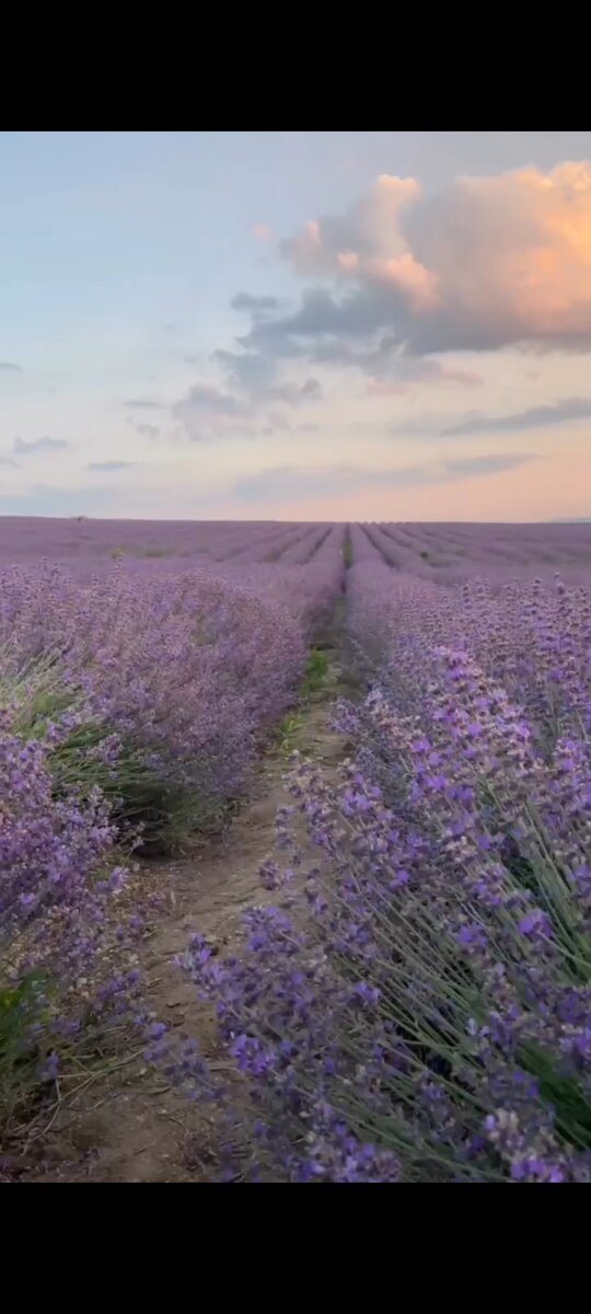 "...ЛАВАНДА, ГОРНАЯ ЛАВАНДА, СКОЛЬКО ЛЕТ ПРОШЛО....", как в песни Софии Ротару!