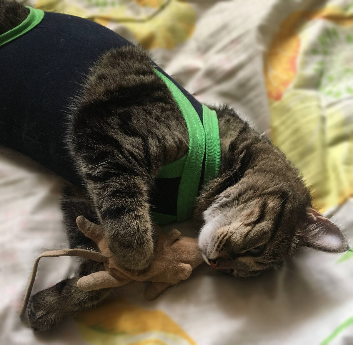 Послеоперационная Би с любимой игрушкой.