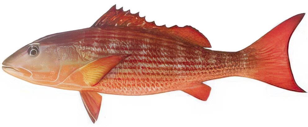 Lutjanus aratus