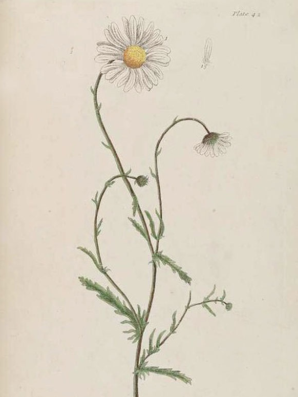 В первом действии балета «Жизель» героиня гадает на ромашке