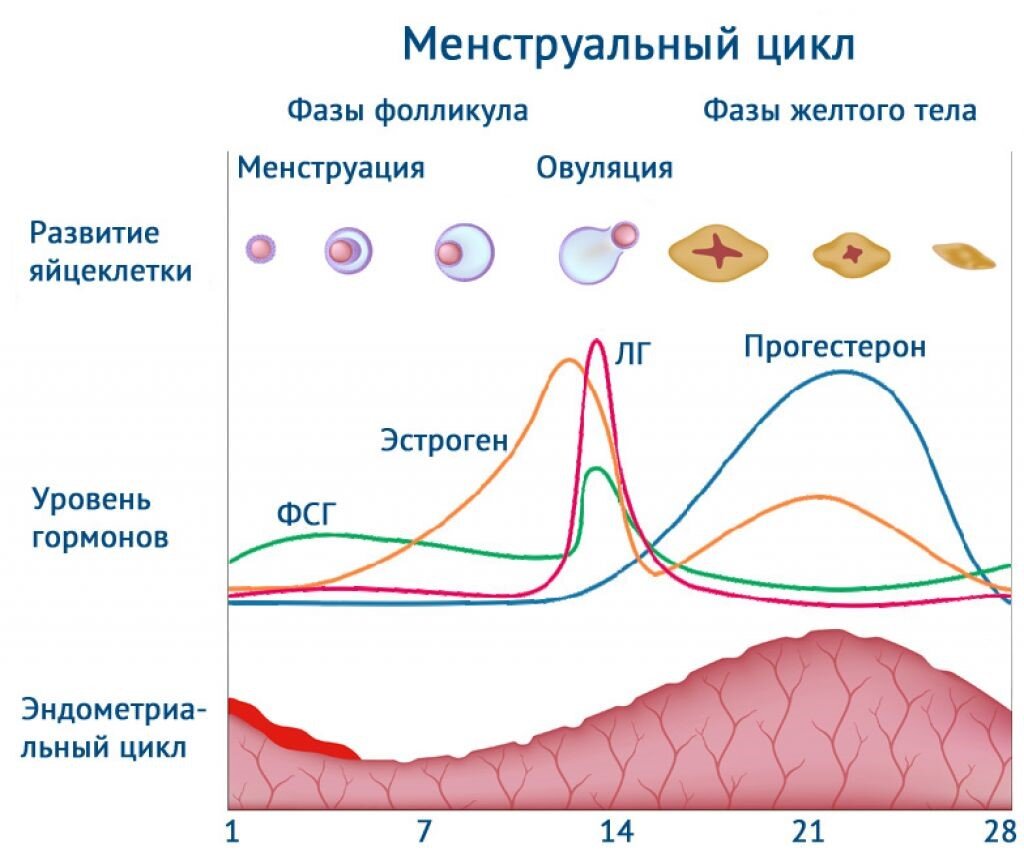 Схема 28-дневного менструального цикла женщины