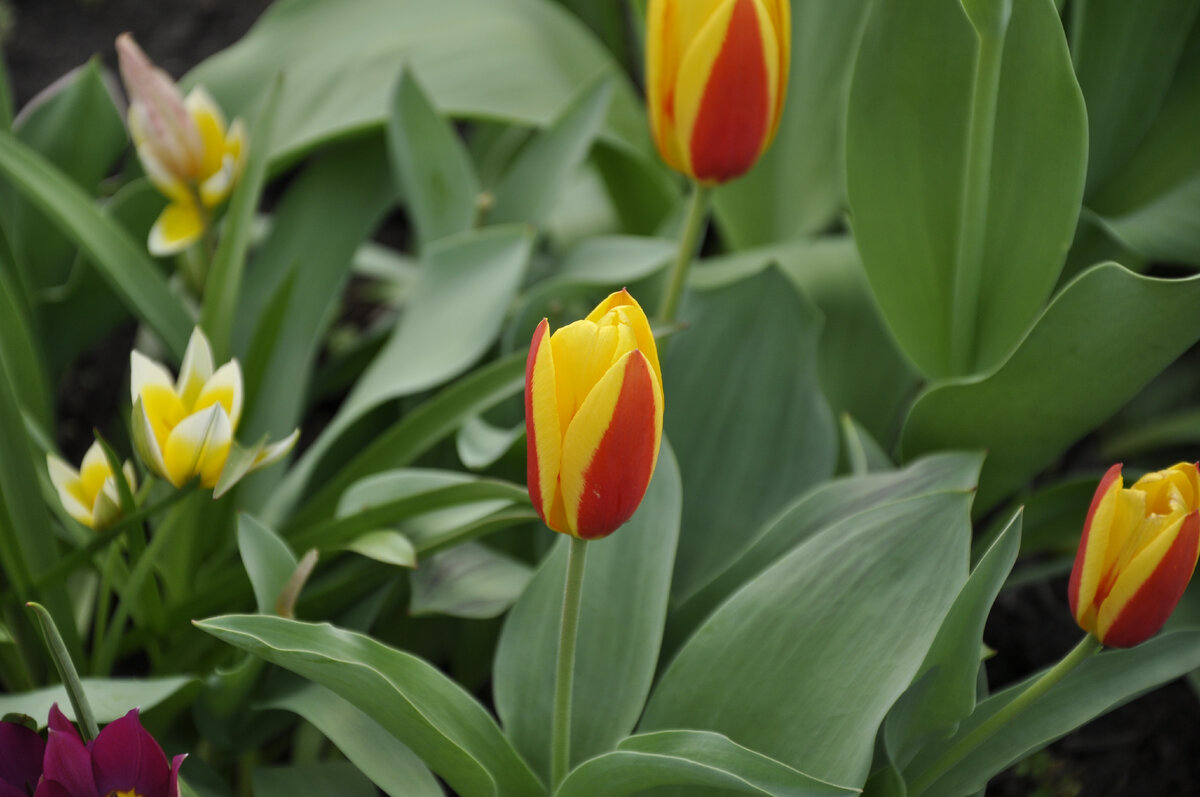 Тюльпаны, как и люди, тоже болеют.