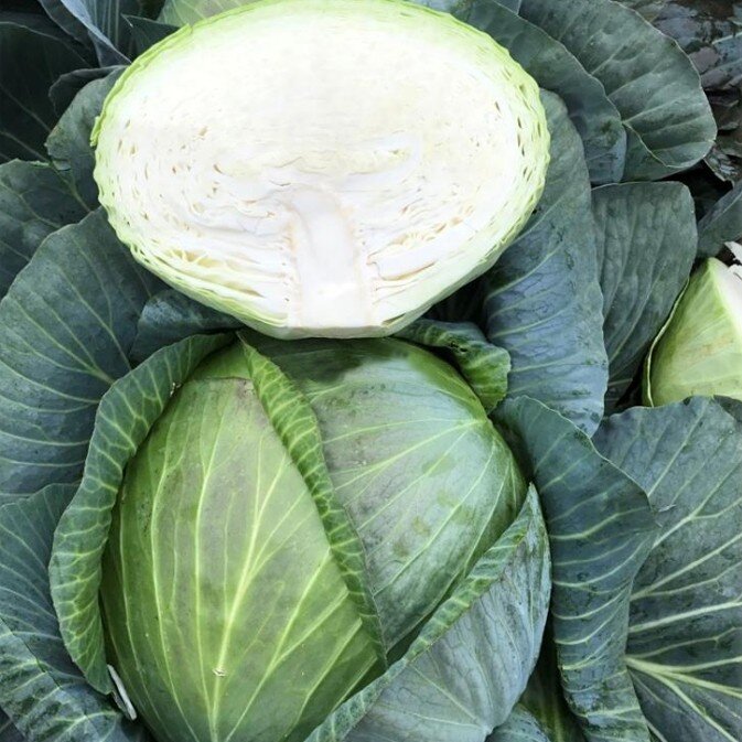 капуста сорт агрессор. капуста агрессор f1. характеристика сорта капусты агрессор. капуста агрессор фото. характеристика сорта капусты агрессор.
