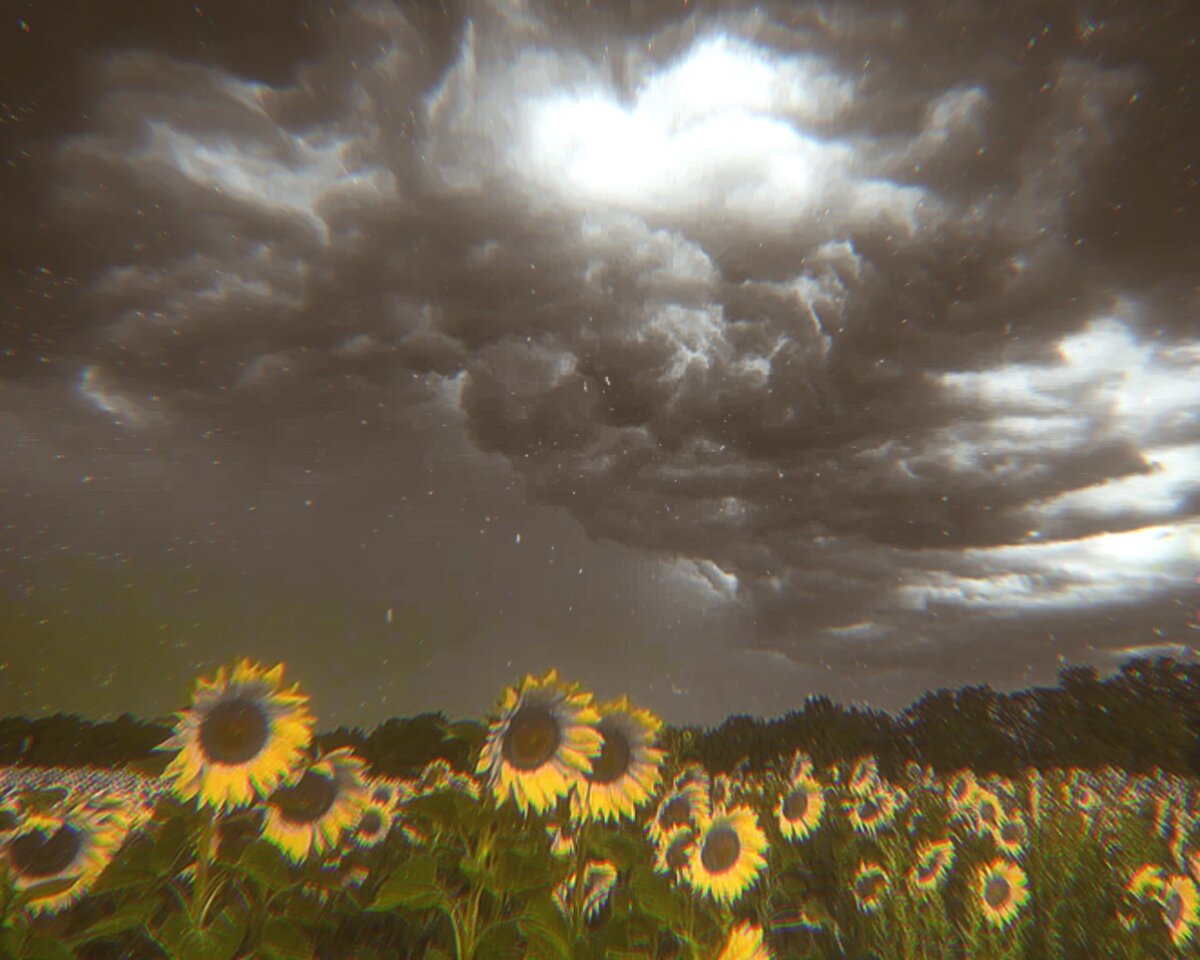 Яндекс Картинки 