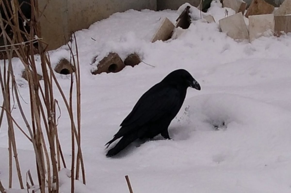 Белый ворон тверь. Белый ворон чемпион. Белая ворона логотип. Белый ворон арт. Секта черные вороны.