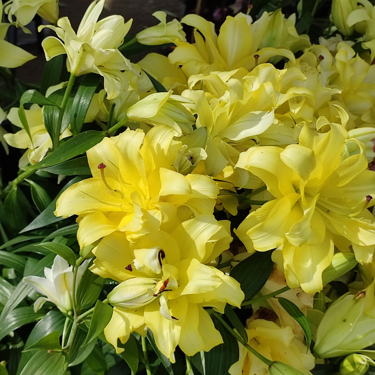 Но ведь хочется! Такая красота!