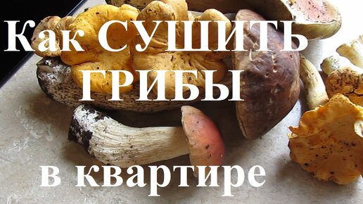 Как сушить Грибы в квартире (в домашних условиях)