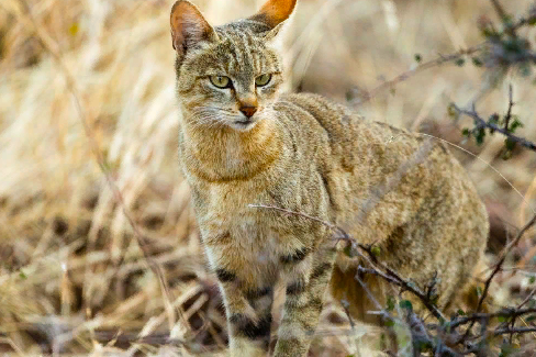     В чем разница между домашней кошкой и дикой кошкой?