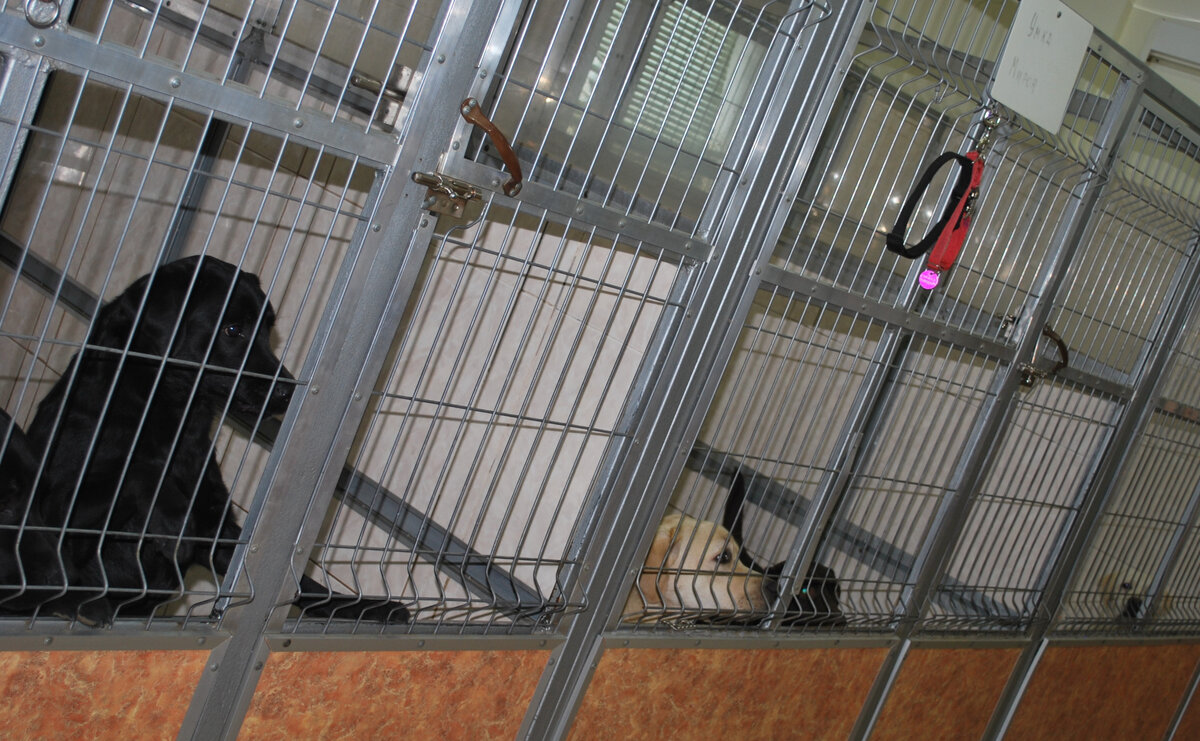 «Студенты» центра «Собаки-помощники»