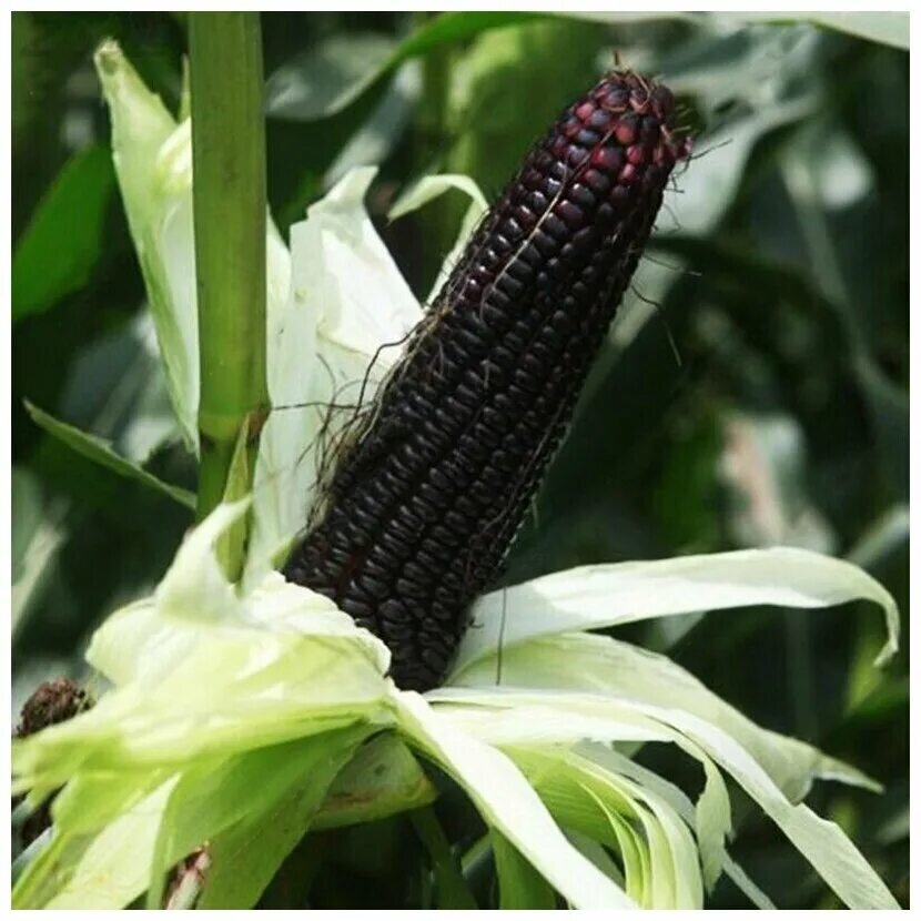 Раскрытие очарования черной кукурузы: поразительное наслаждение природы