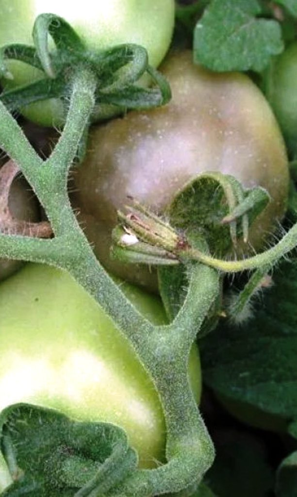 Многим, если не всем, огородникам известен довольно "радикальный способ" избавления томатов от фитоспороза с помощью медной проволки.