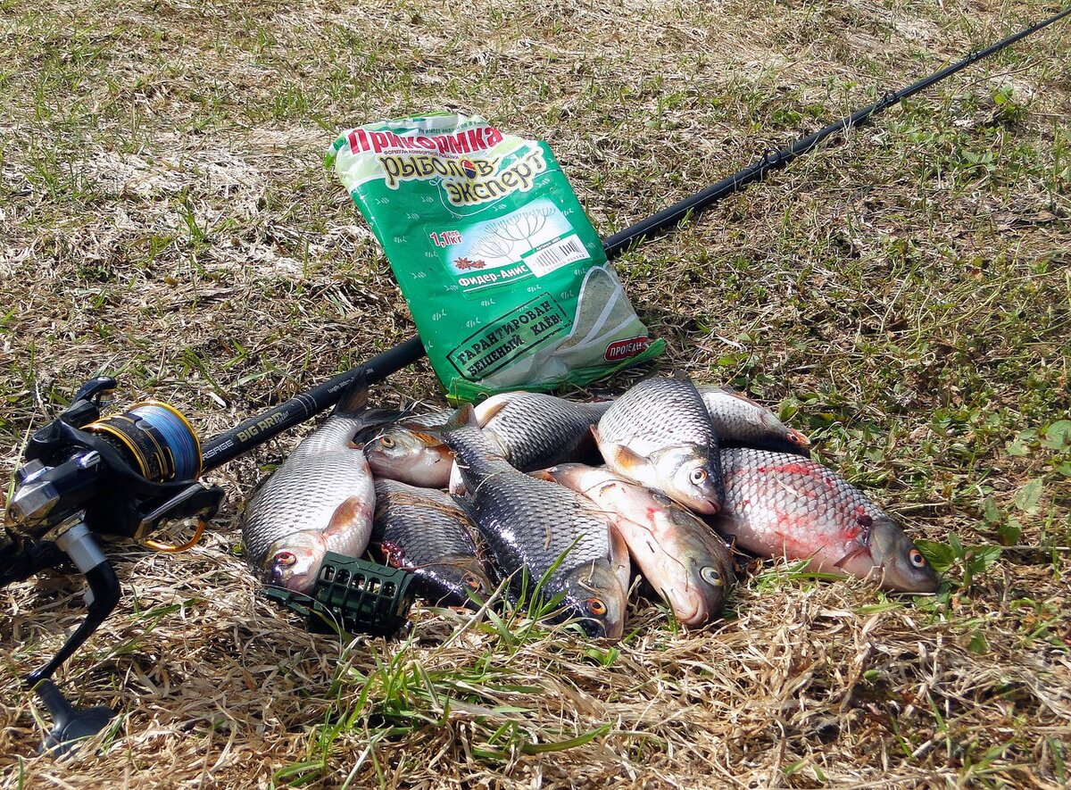 Плотва с реки Молога