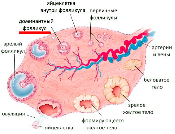 Что такое фолликулогенез