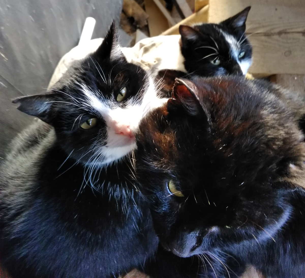 Вот это мой клубок кошек, который справляется с мышами на участке:) На фото попались не все, увы:(