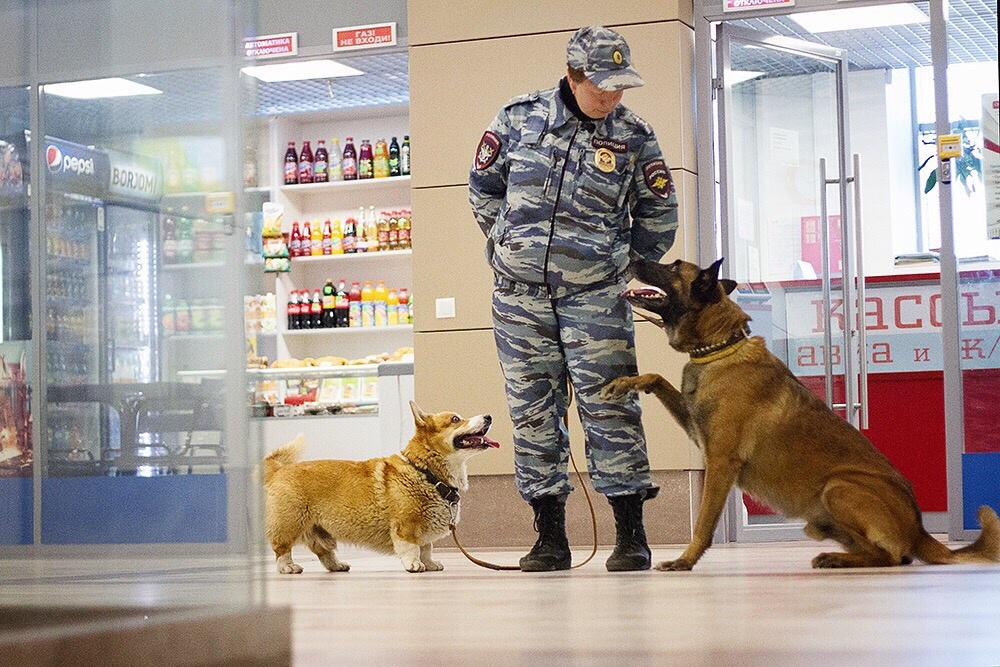 Рыжик и его пушистый коллега несут службу на ж/д станции. Фото: vk.com / typical_nn