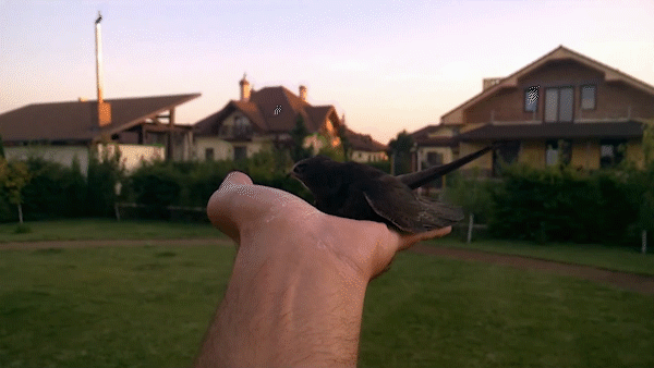 Стриж окреп, и улетел самостоятельно.