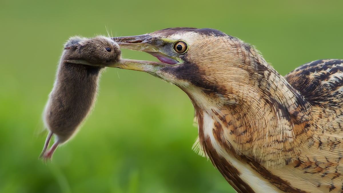 Timeline Photos - Csodálatos madárvilág Beautiful birds, Bird species, Photo ess