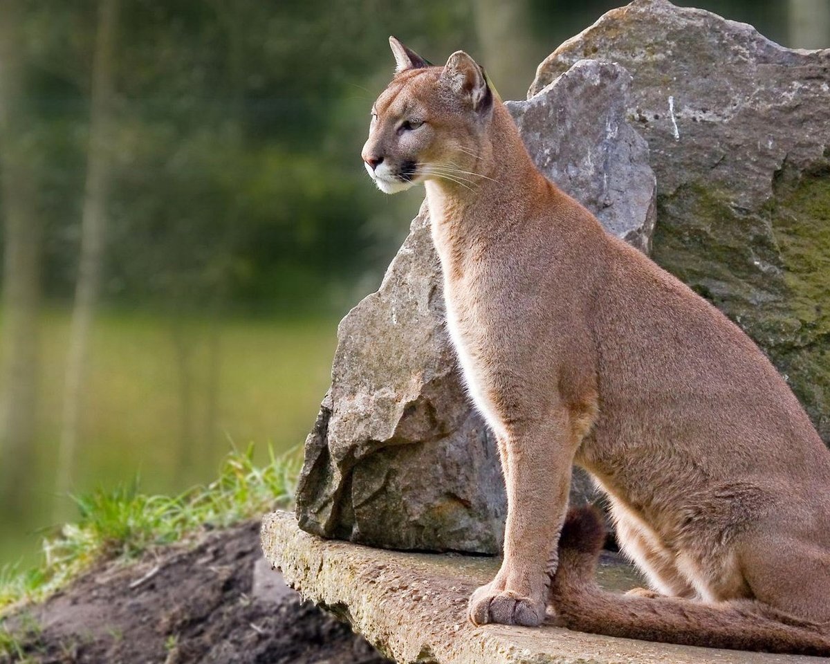 Редкие и прекрасные животные. Флоридская пума (Puma concolor coryi). |  World of kind | Дзен