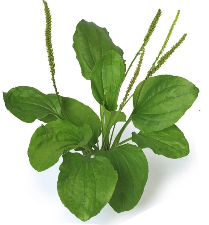 Фото из открытого источника