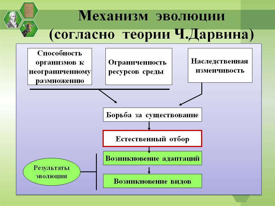 Социальную природу имеет фактор эволюции. Схема естественного отбора по Дарвину. Механизм эволюции по Дарвину. Механизм эволюции согласно теории ч.Дарвина. Механизмы эволюционного процесса по Дарвину.