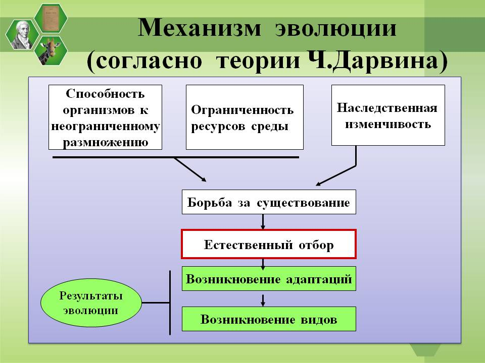 Какую роль в эволюционном процессе играет борьба. Схема естественного отбора по Дарвину. Механизм эволюции по Дарвину. Механизмы эволюционного процесса по Дарвину. Механизмы эволюции кратко.