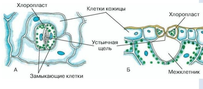 Строение устьица