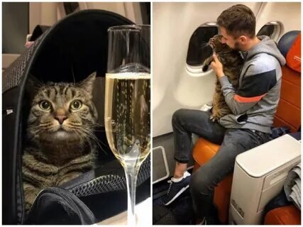 Кот Виктор