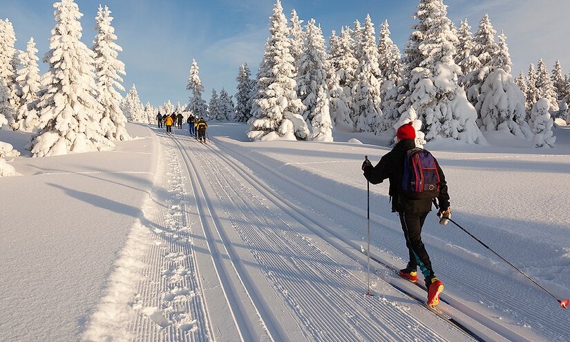 Бесплатные прогулки,фото: http://rekvest.ru