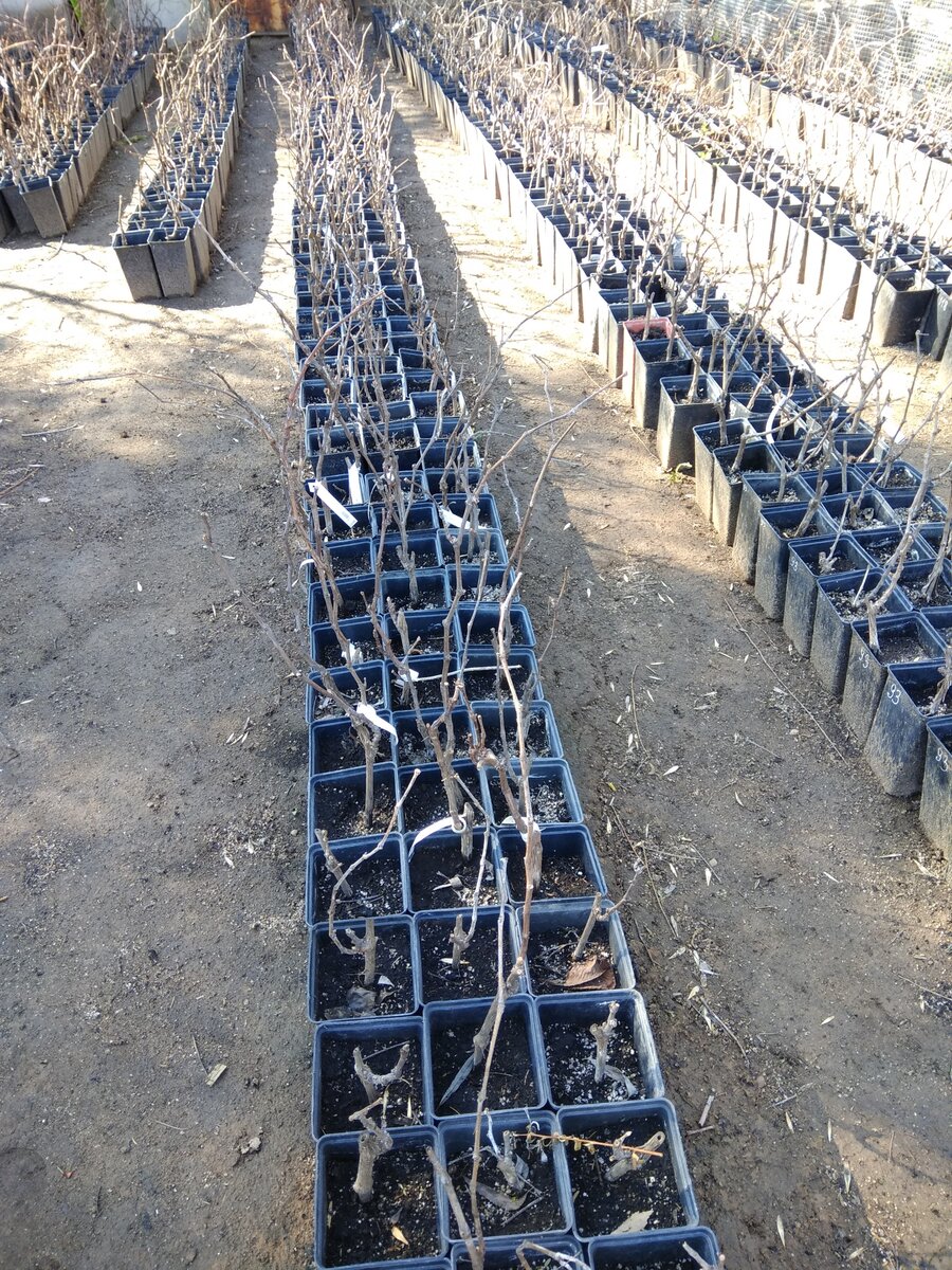 А вот так в начале сезона