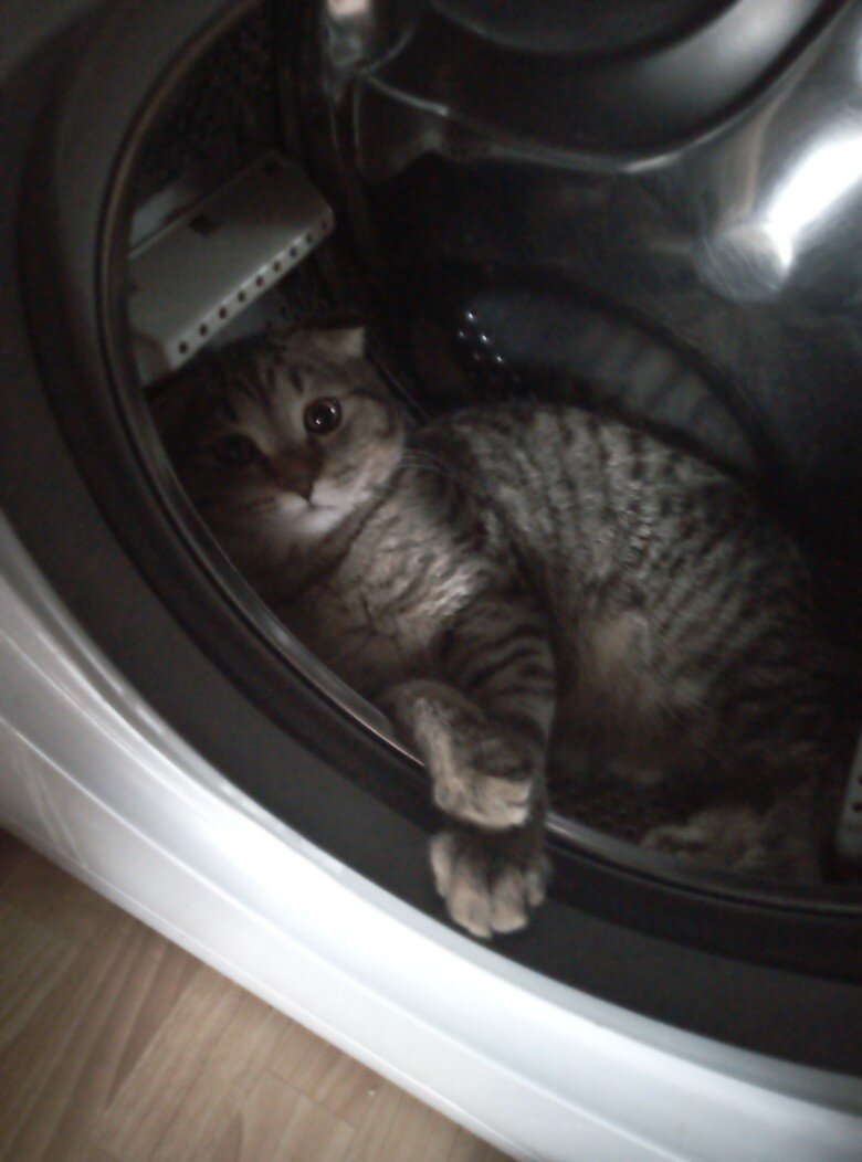 Марс то ли посчитал, что надо постирать шкурку, то ли спрятался от двойняшек. Им 1,5 года и  у них своеобразные отношения с котом:  то они его теребят, то он их грызет