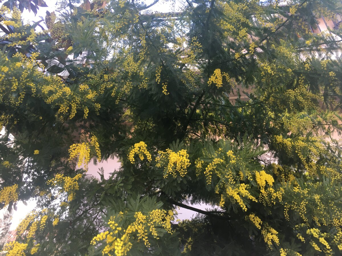 Фото: Piano Piano (обожаю мимозу, кстати)