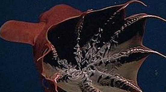 фото из сети Интернет