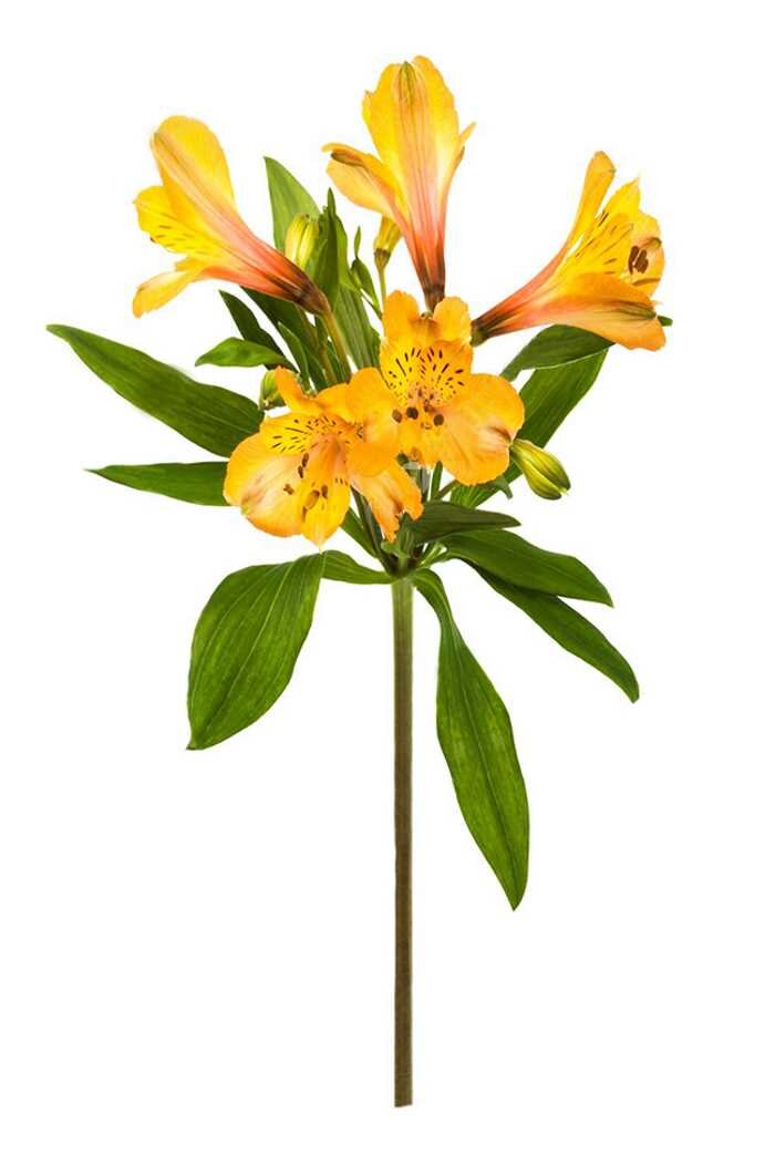 У цветка гибкий прямостоячий стебель. Он достигает 80-150 см в высоту в зависимости от разновидности и сорта. У Альстромерии, как правило, два вида побегов. На вегетативных побегах листья крупные, собраны на верхушке. Репродуктивные побеги можно различить по мелким листочкам, расположенным равномерно по всему стеблю.